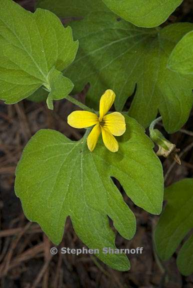 viola lobata ssp lobata 4 graphic